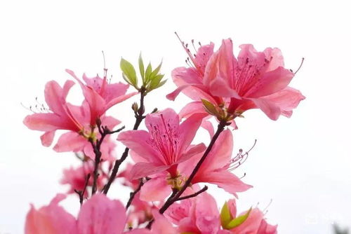 關(guān)于清明杜鵑花的詩(shī)句