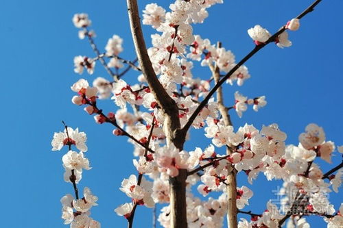 故鄉(xiāng)杏花古詩賞析,杏花羅隱古詩賞析,王安石的杏花古詩賞析
