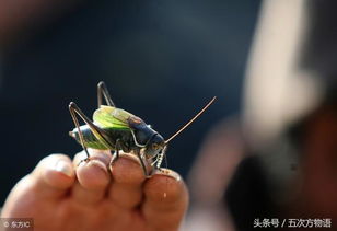 關(guān)于鳴蟲詩句