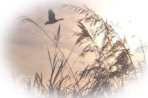 描寫蓬萊松的詩句古詩