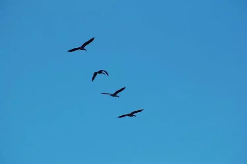 關(guān)于冬姑娘的詩(shī)句