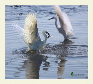 有什么,白鷺,古詩,詩句