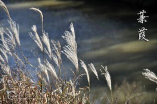 描寫(xiě)美人的詩(shī)句古詩(shī)在水一方