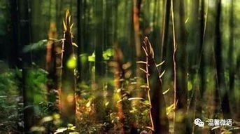 關(guān)于深谷碧潭詩句