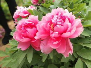 關(guān)于牡丹花拜的詩句