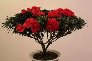 關(guān)于子規(guī)啼血的詩句