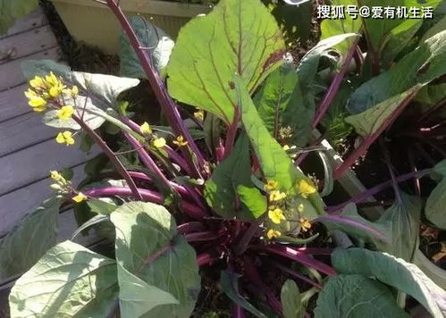 關于贊美蔬菜的詩句