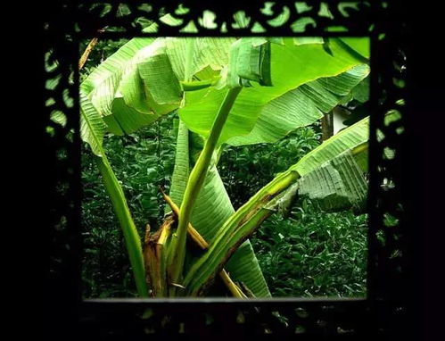 芭蕉,詩句,雨打