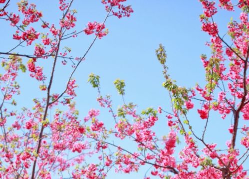 關(guān)于有春天的詩句