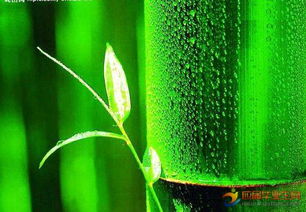 寫關(guān)于表達(dá)竹林的詩(shī)句