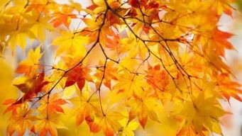 帶秋字關(guān)于秋的古詩句