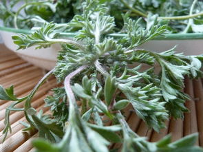 關(guān)于白蒿的詩句