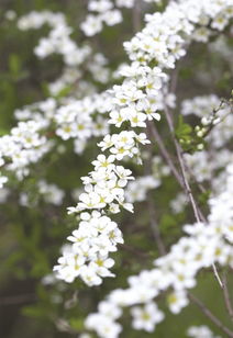 關(guān)于噴雪花的詩句