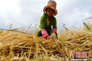 關(guān)于青稞豐收的詩句