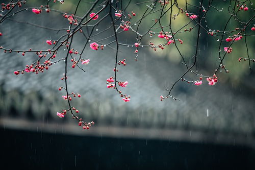 詩(shī)句,遇見(jiàn),春節(jié)