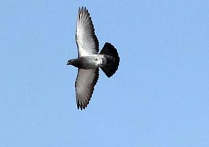 關(guān)于諧音鴿的詩(shī)句