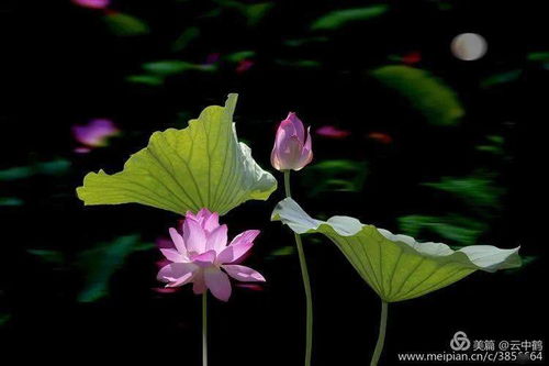 關于對頭蓮詩句