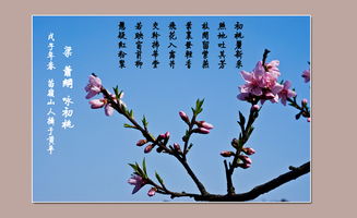 有關(guān)桃花的詩句古詩詞,含桃花的詩句古詩詞,贊美桃花的詩句古詩詞