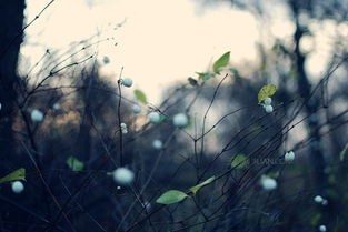 關于自立自強的古詩句