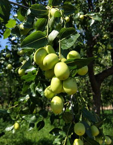 關(guān)于秋天果實累累的詩句