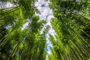 關(guān)于四君子和歲寒三友的詩(shī)句