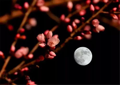 關(guān)于春天睡意詩句