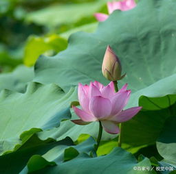 夏天的詩句古詩大全小學生