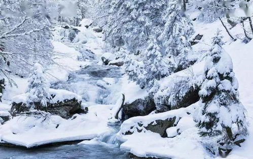 關(guān)于雪的有詩意詩句有哪些