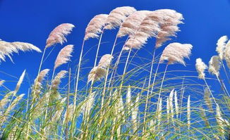 古詩(shī)中帶有風(fēng)的詩(shī)句有哪些