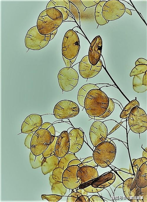 詩(shī)句,啟示,含有,人生