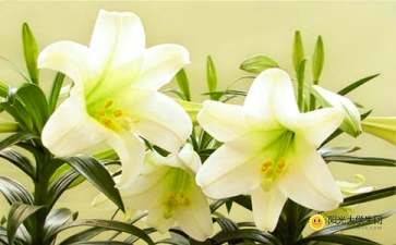 有哪些關(guān)于百合花的詩句