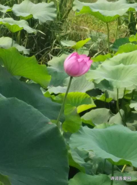 關(guān)于青楓的詩句