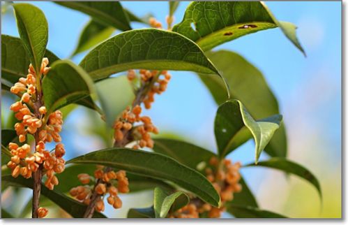 小學(xué)關(guān)于桂花的詩句