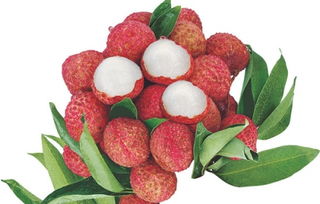 關(guān)于描寫荔枝的詩(shī)句