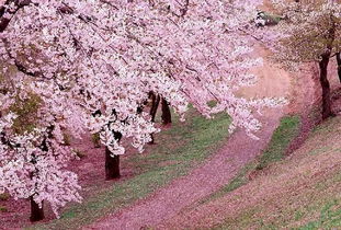 陽(yáng)春四月櫻花的古詩(shī)句
