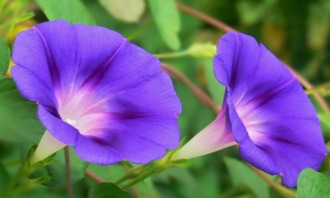 詩句,家里,葡萄樹