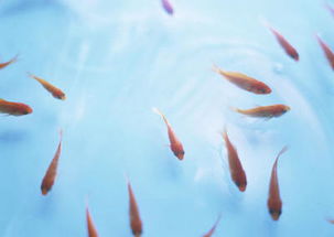 描寫魚的古詩(shī)句子有哪些