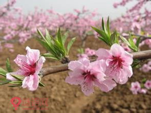 關(guān)于桃樹桃花的古詩句,題桃樹袁枚古詩,題桃樹古詩畫面