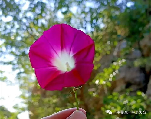 關(guān)于秋天風(fēng)采的詩句