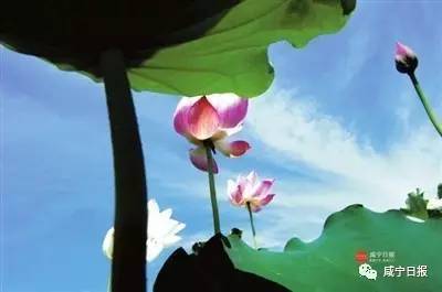 關(guān)于夏天景物的詩(shī)句