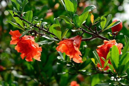 關(guān)于贊美石榴的詩(shī)句6