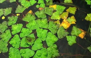 關(guān)于菱角的詩(shī)句