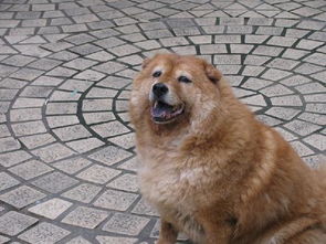 關(guān)于狗的忠誠(chéng)的詩句