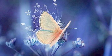 詩句,花朵,蝴蝶