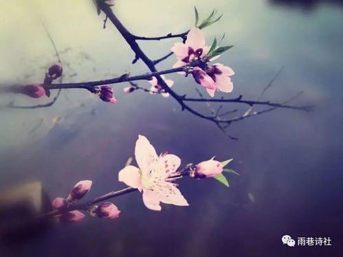 描寫春天的桃花的詩(shī)句古詩(shī)詞