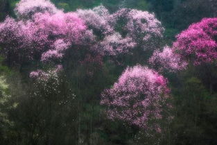 詩(shī)句,不如意,生活