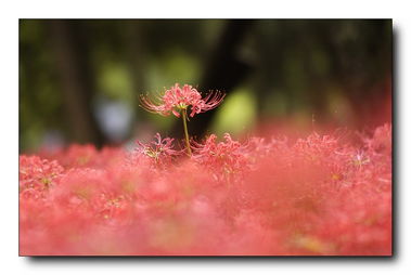 泰戈?duì)栮P(guān)于彼岸花的詩(shī)句