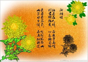 古詩(shī)有關(guān)菊花的詩(shī)句