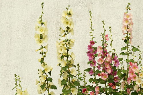 有關(guān)于夏天樹的詩句