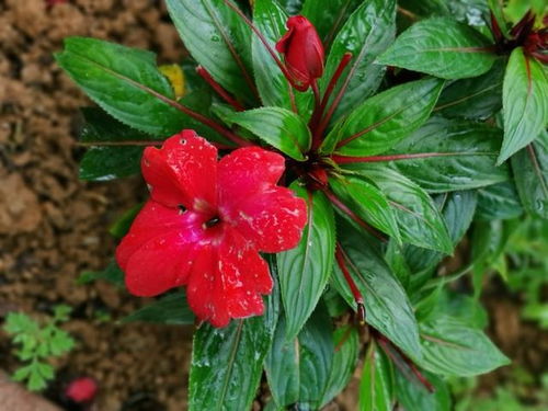 關(guān)于指甲花頑強(qiáng)的詩句